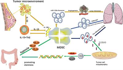 Roles of the Exosomes Derived From Myeloid-Derived Suppressor Cells in Tumor Immunity and Cancer Progression